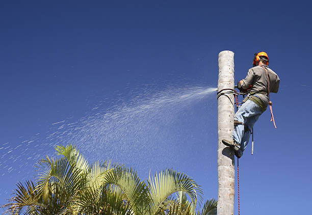 Best Seasonal Cleanup (Spring/Fall)  in Indio, CA