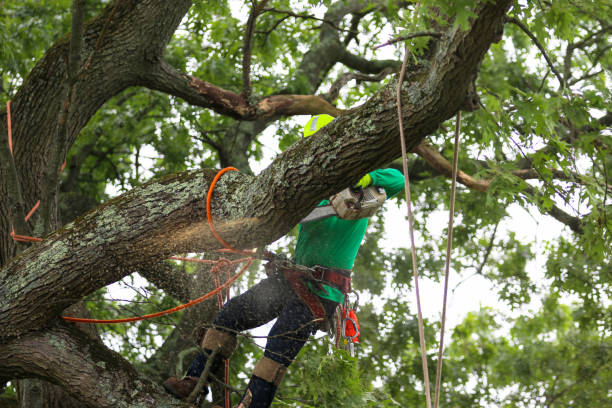  Indio, CA Tree Care Pros